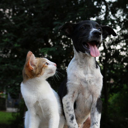 Why cats are more independent than dogs - The Economic Times