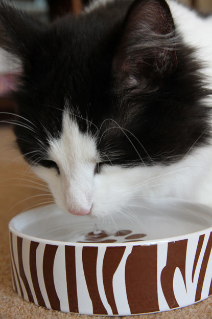 Cat not eating outlet food but drinking water