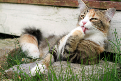 Rspca hairball outlet remedy