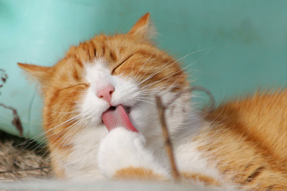 8 reasons why cats are the best pets