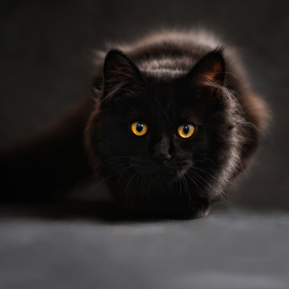 Why Do Cats' Eyes Glow in the Dark?