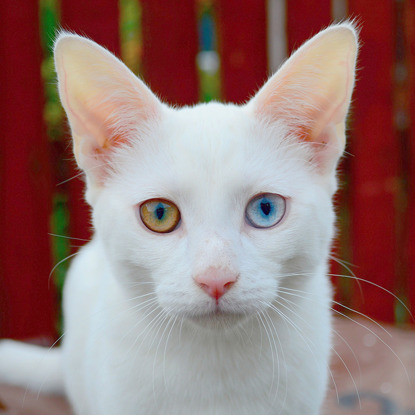 White cat with one blue eye and 2024 one green