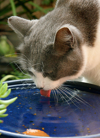 Do cats prefer water or outlet milk