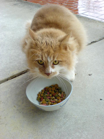 Kitten will only eat dry food best sale