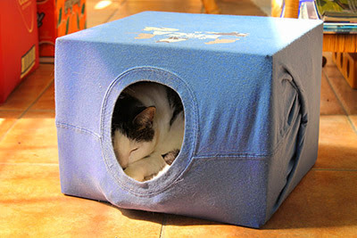 How to make a cat tent out of a T shirt