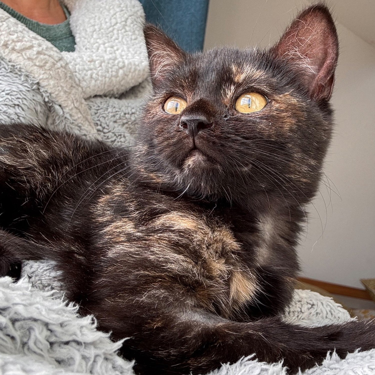 Tiny kitten ‘loving life’ after adopting her new owner on a cliff-top walk