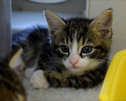 Kitten watch The four week old kittens are ready to be weaned