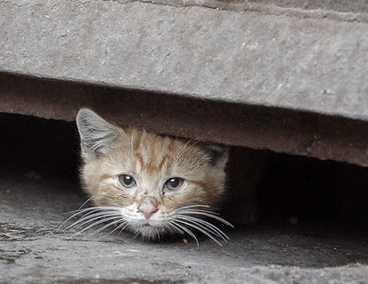 Stray cat shop flea treatment