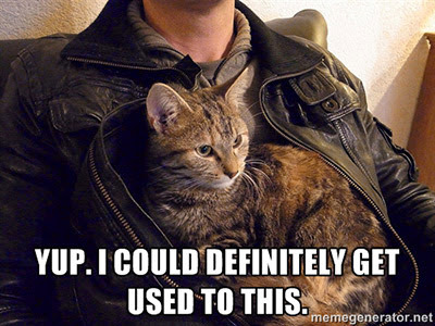 Cat memes: Top 10 things cat owners can identify with