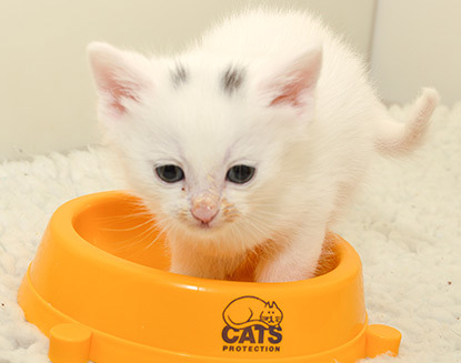 All about best sale kittens care