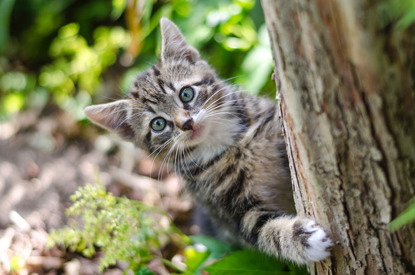 How to train a cat to go outside outlet for toilet