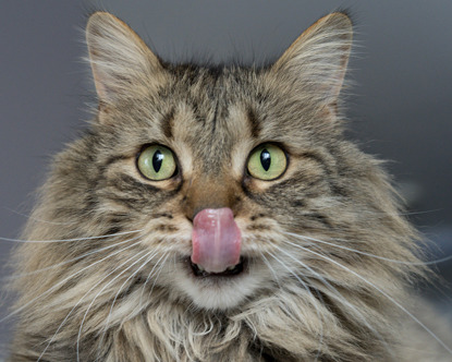 Cat tongue sticking sales out not eating