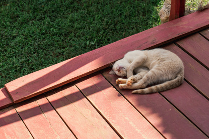 Train cat sale to toilet outside