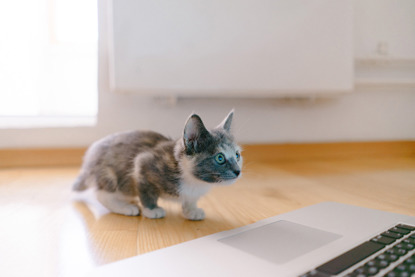 Fish moving on screen for outlet cats