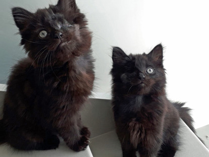 Free long haired kittens best sale near me