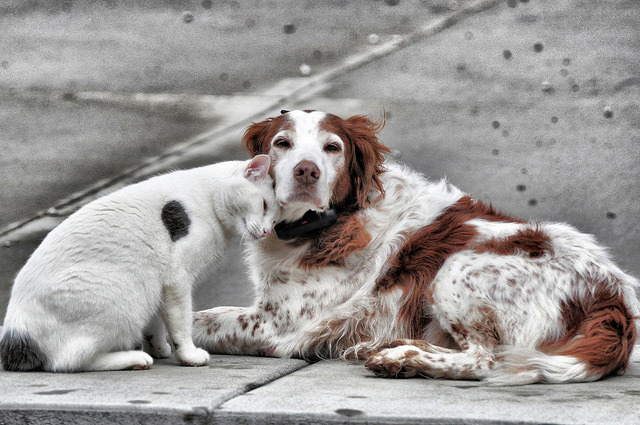 Springer spaniel sale and cats