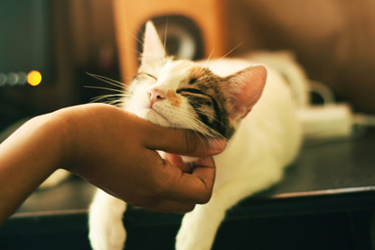 Top 10 Ways to Show Your Cats You Love Them