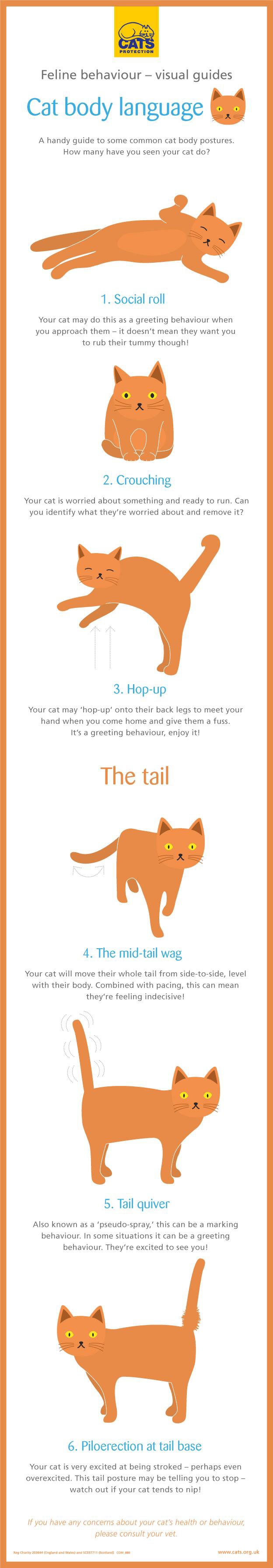 Feline behaviour explained – cat body language