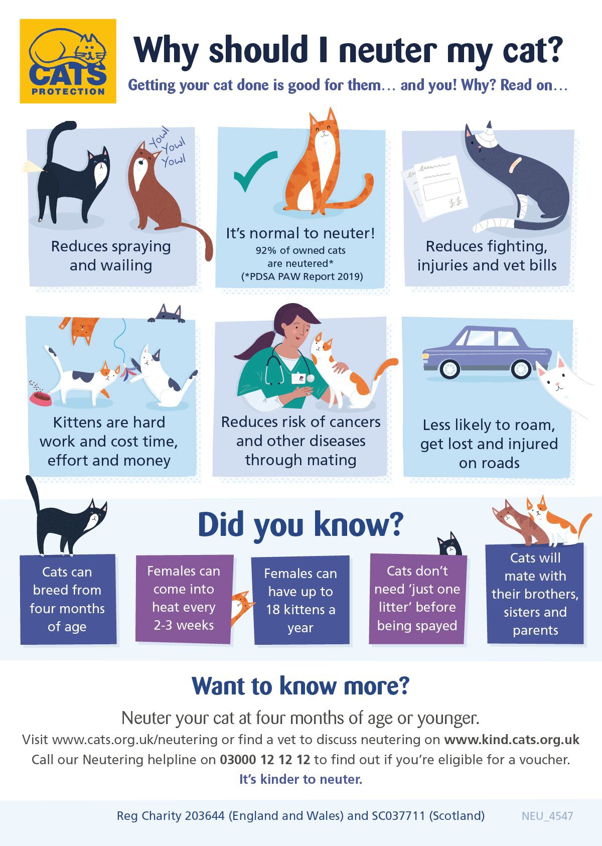 should you spay a cat in heat