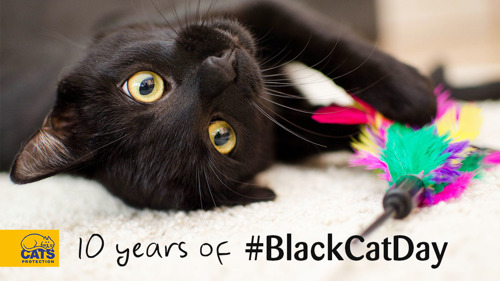 national black cat day  events  cats protection