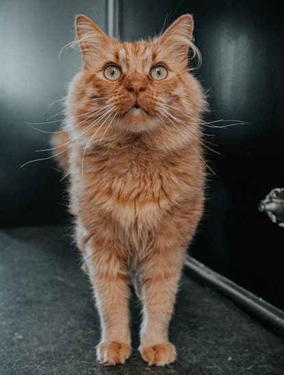 Best way to discount groom long haired cat