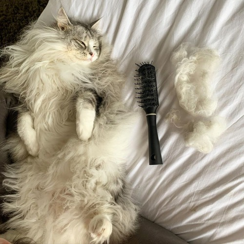 How Often Should You Brush a Long Haired Cat?