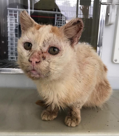 Cornish cat finds caring home