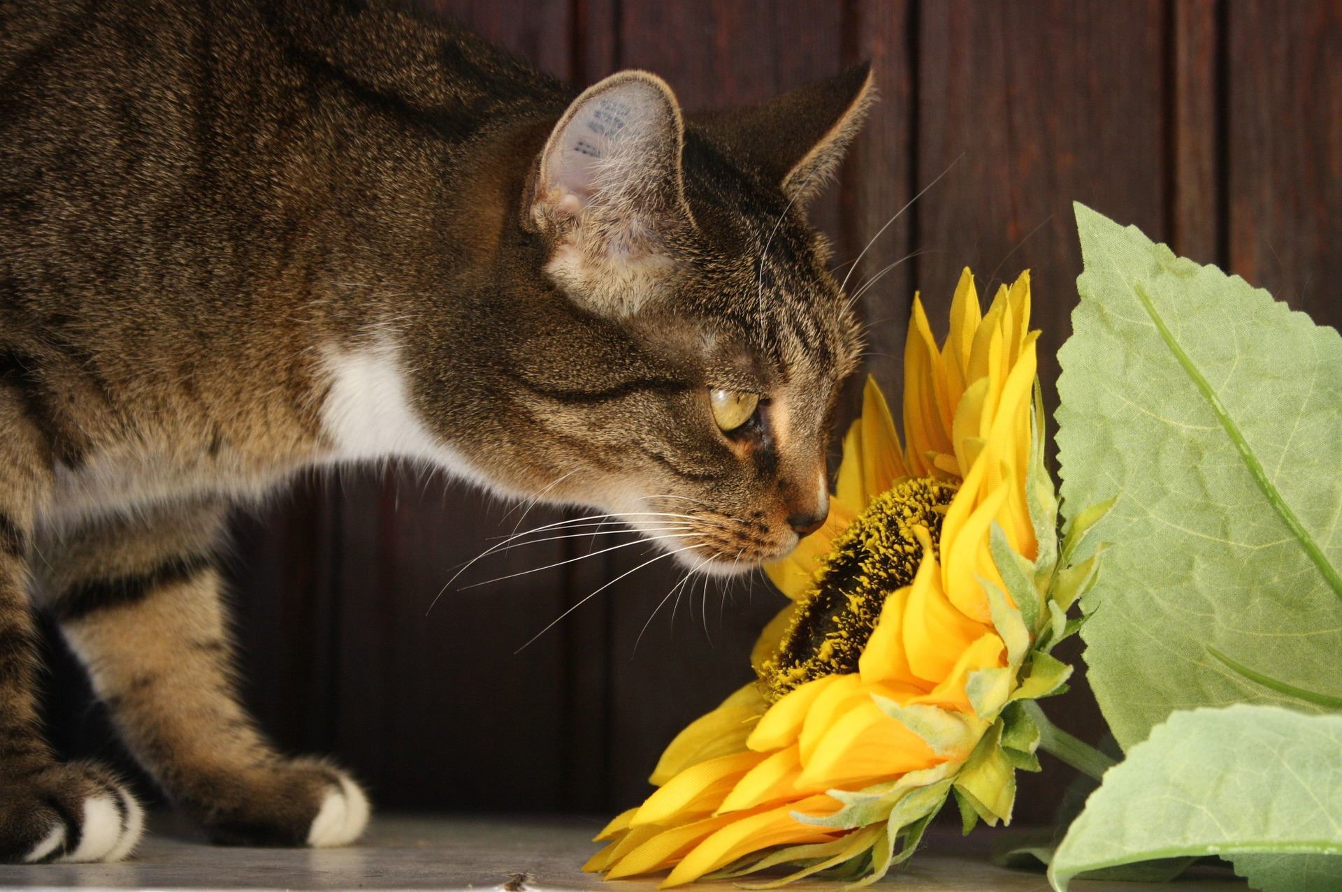 sunflower seeds cats