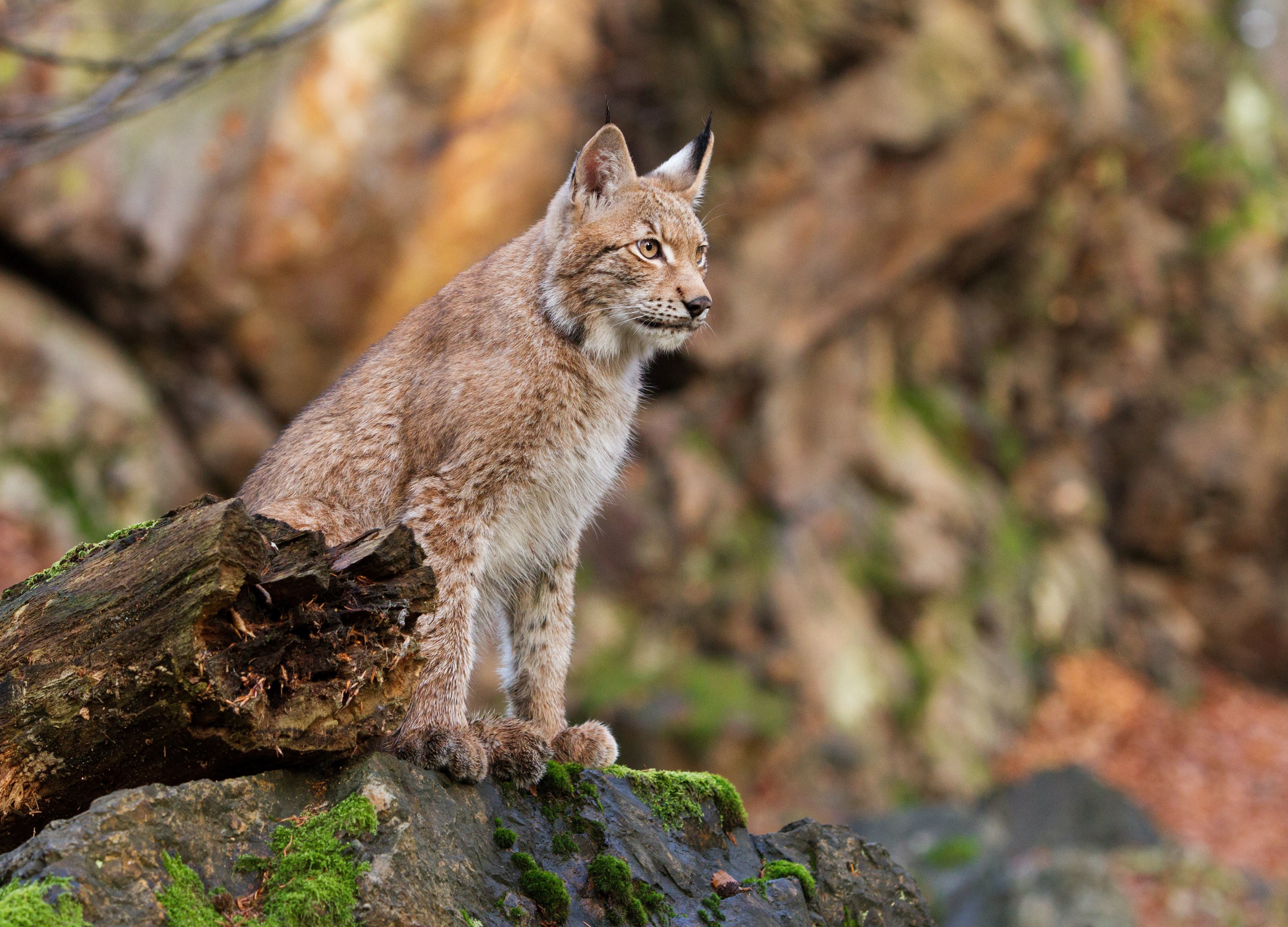 Lynx like 2024 domestic cat