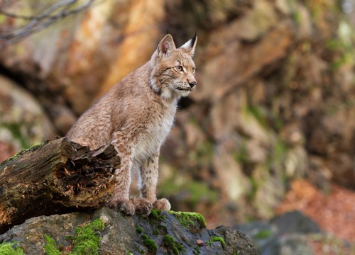domestic lynx