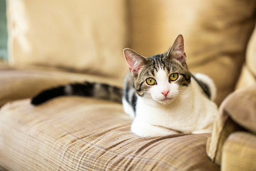 tabby-and-white cat sitting on a brown sofa