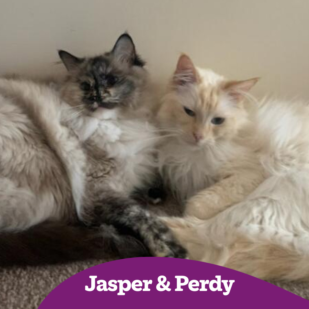 Jasper and Perdy