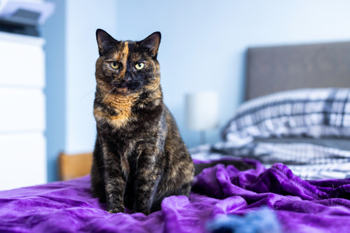 tortoiseshell cat sat on purple fleece blanket on a bed