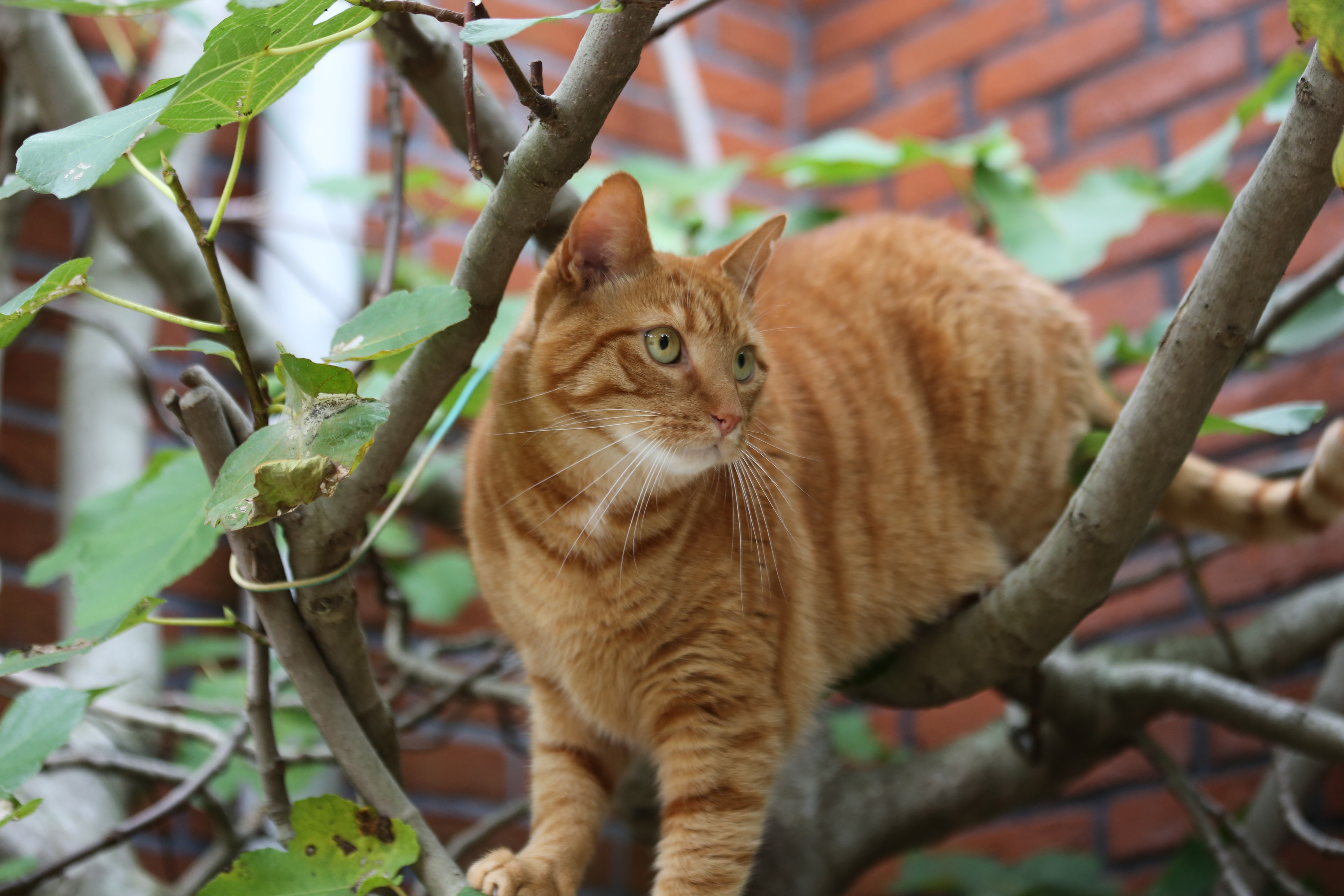 Cat up hotsell a tree