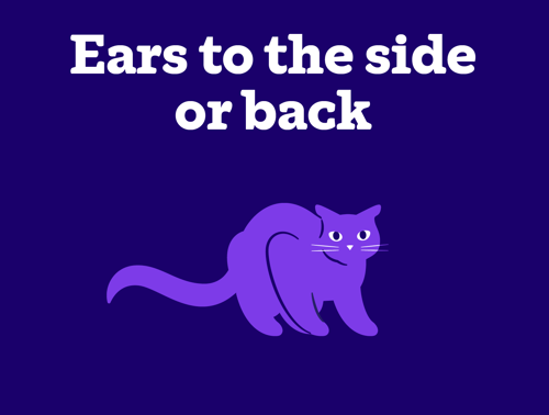 An illustration of an unhappy cat with ears to the back