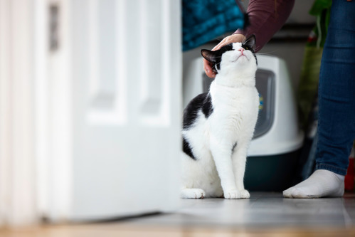 black-and-white cat being petted on the head by a human out of frame. A litter tray is in the background