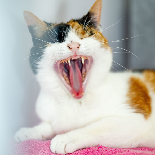 calico cat with their mouth open showing their tongue