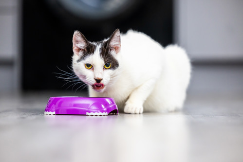 white cat with black patches around the ears crouching behind a purple cat bowl