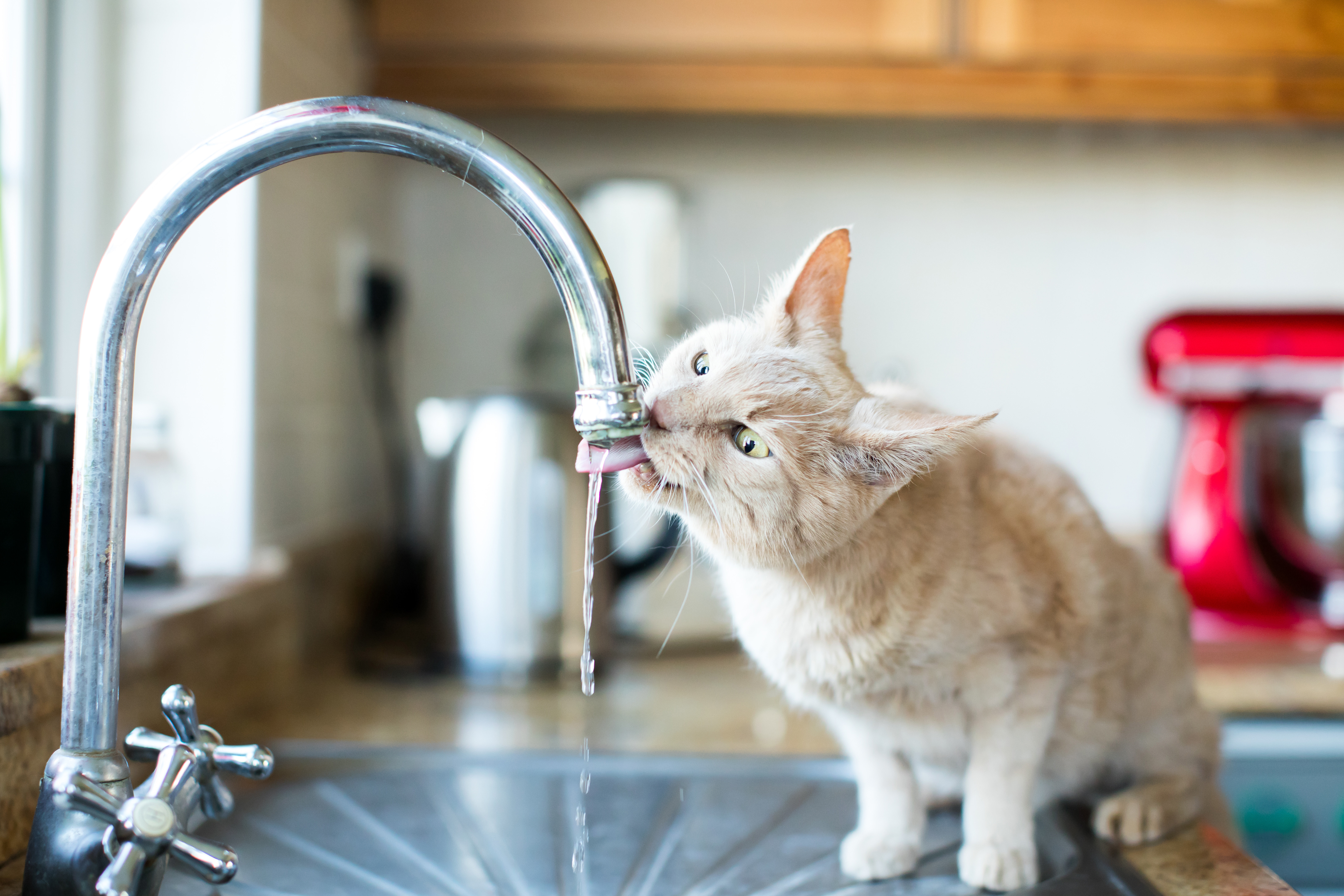 Cat eating less drinking more fashion