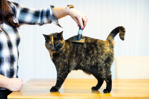 A person brushing a tortoiseshell cat's fur with a brush