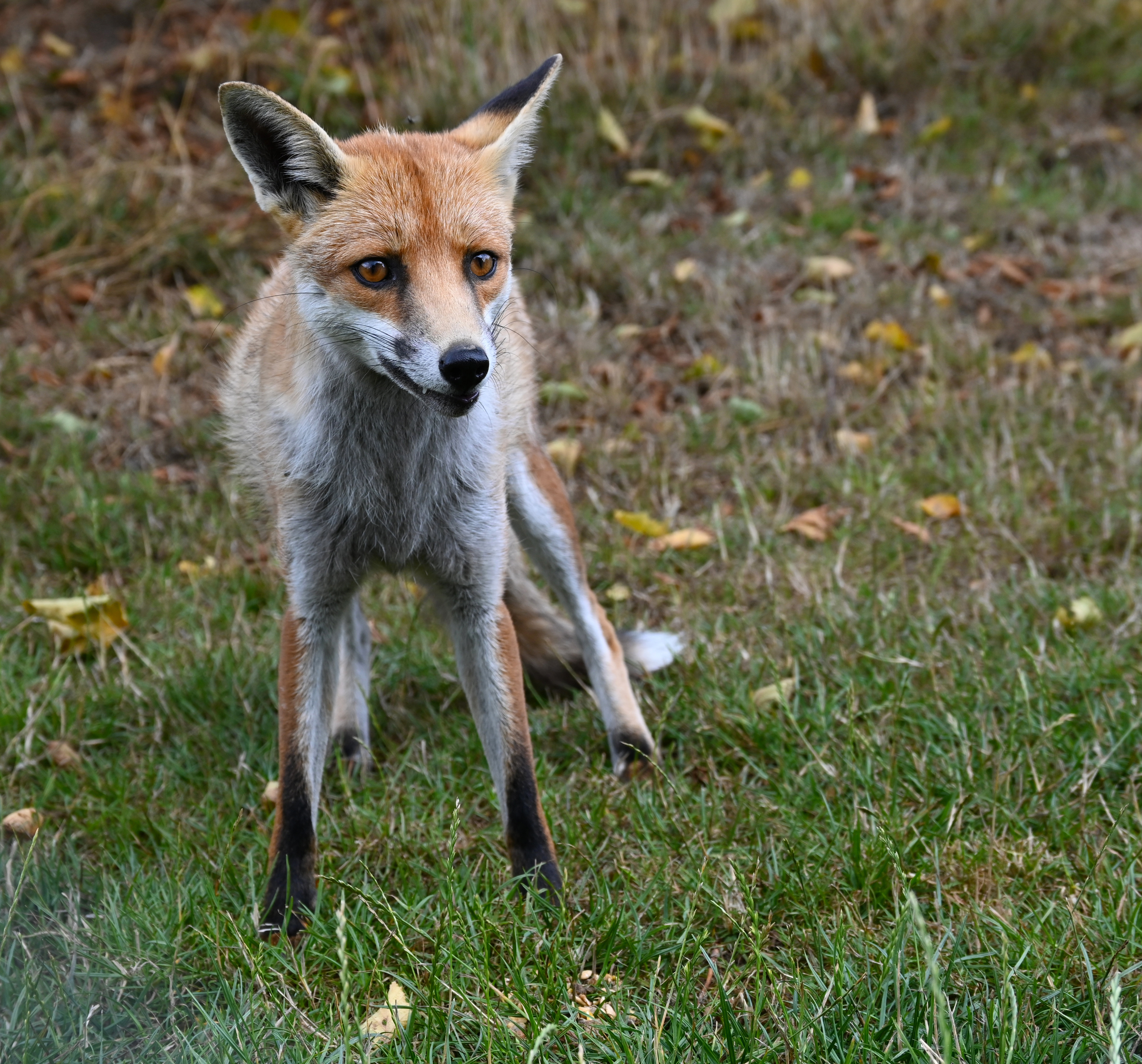 Cats and foxes Meow Blog