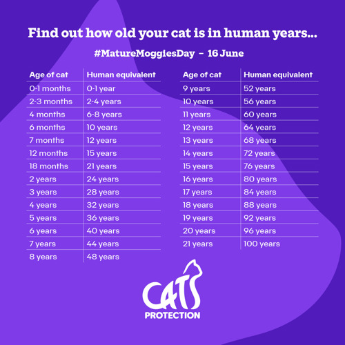 An infographic with a chart showing the age of a cat and the equivalent human age