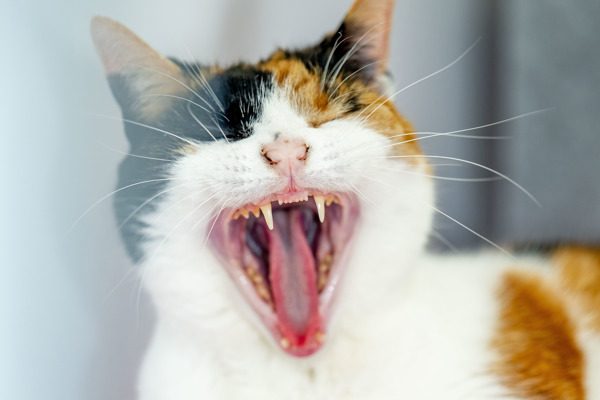 Why do cats have rough tongues?