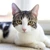 Grey and white cat looking at camera
