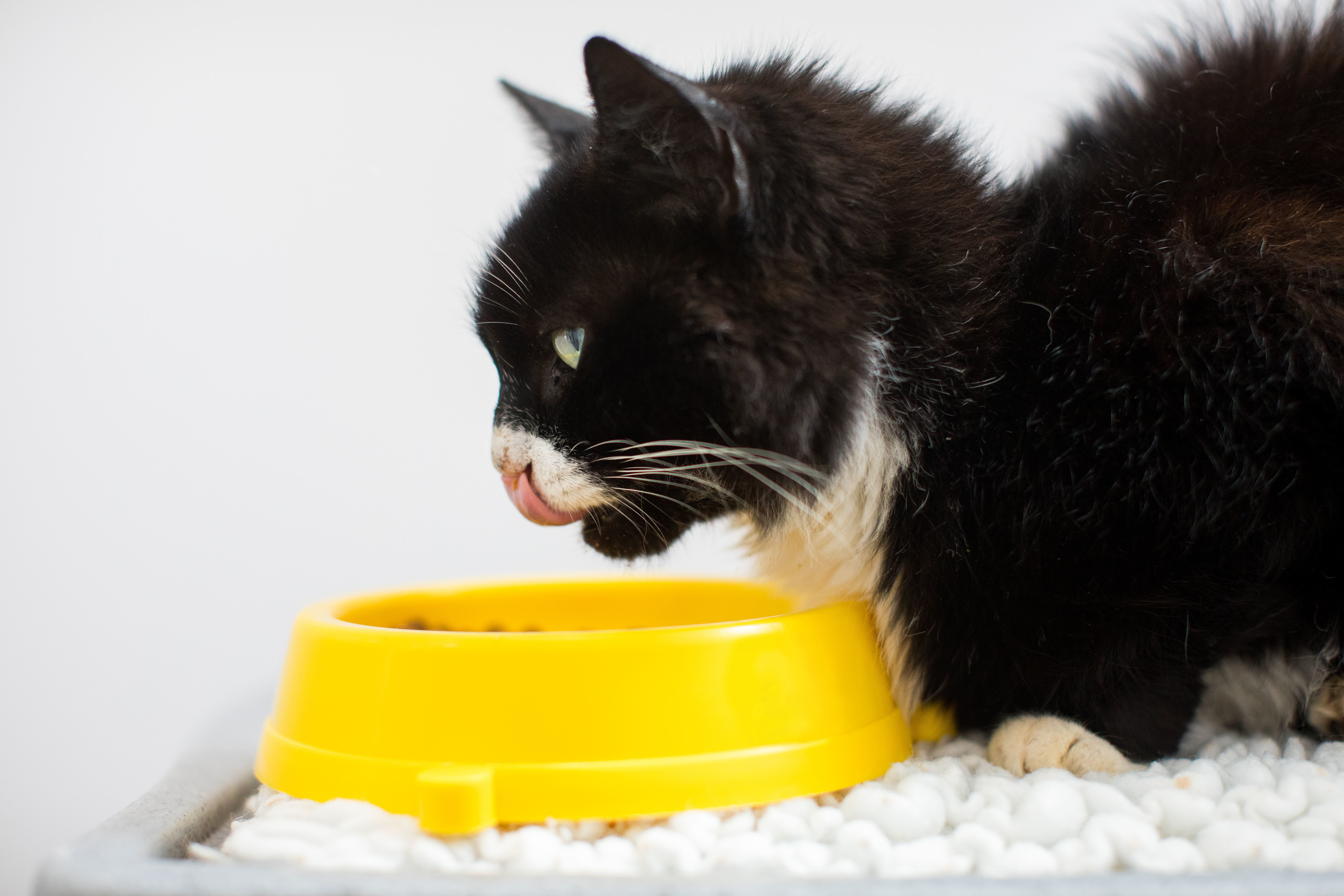 Probiotics for cats Meow Blog