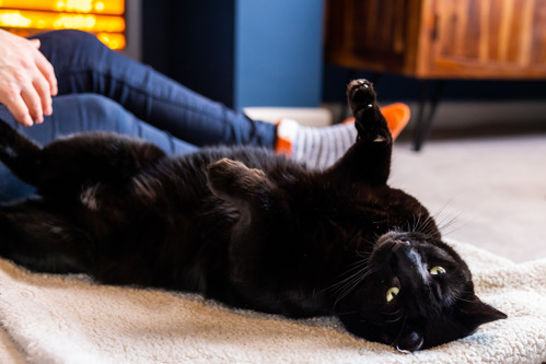 Black cat lying on their back with their paws in the air, showing their belly