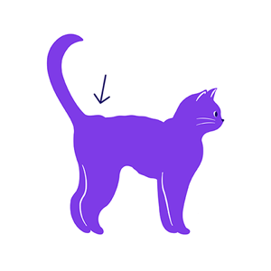 Illustration of an underweight cat, with an arrow pointing to their hips/lower back