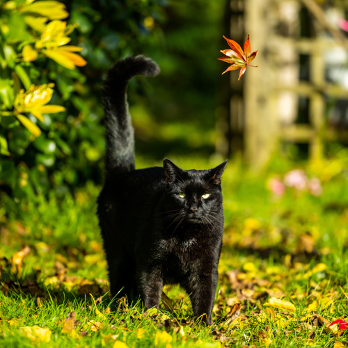 black cat walking towards the camera on a grassy lawn with tail pointing up and curved at the top