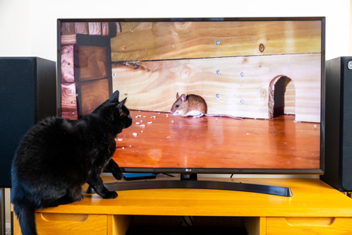 A black cat watching a video of a mouse on a TV