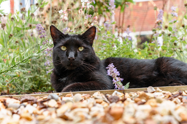 Easy and low-maintenance gardening tips for cat lovers